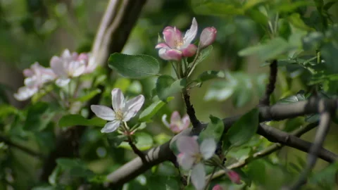 Blooming branch of apple tree with flowers on a green background Vídeos de archivo 149757909