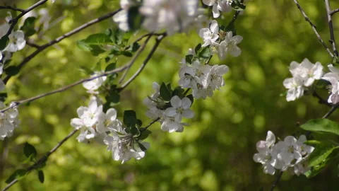 Blooming branch of apple tree with flowers on blurred background Vídeos de archivo 149757919