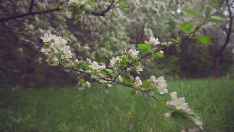 A blooming branch of apple tree Stock Footage 81937802
