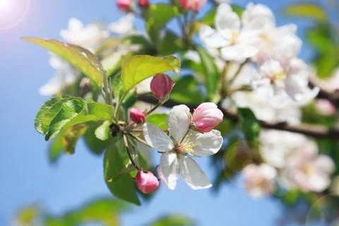 A blooming branch of apple tree Stock Photos