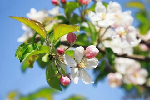 A blooming branch of apple tree Stock Photos