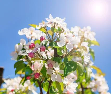A blooming branch of apple tree Stock Photos