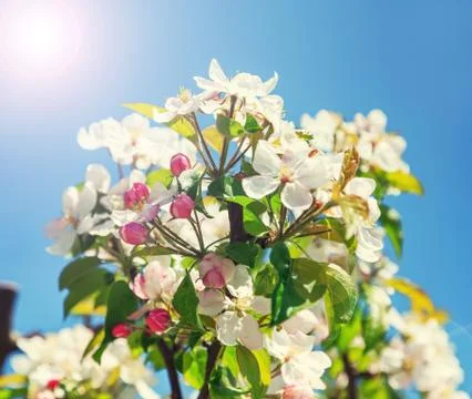 A blooming branch of apple tree Foto stock