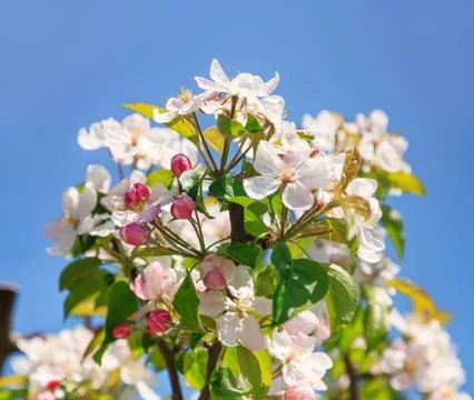 A blooming branch of apple tree Stock Photos
