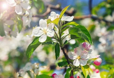 A blooming branch of apple tree Stock Photos