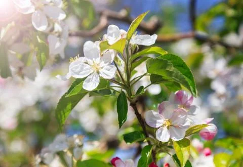 A blooming branch of apple tree Stock Photos