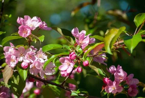 Blooming branch of the apple tree 스톡 사진
