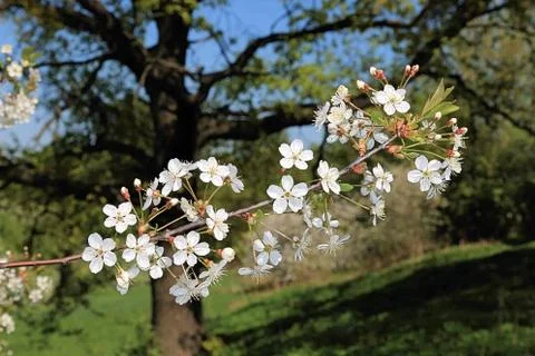 Blooming branch of apple tree Stock Photos
