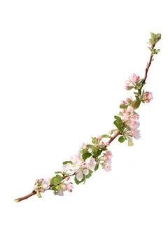 Blooming branch of an apple tree Stock Photos