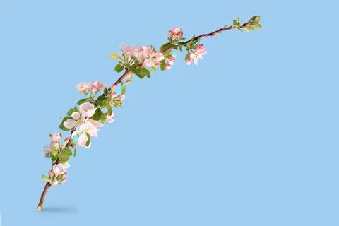 Blooming branch of an apple tree Stock Photos