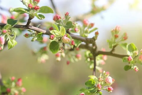 A blooming branch of an apple tree Stock Photos