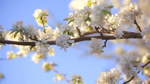 A blooming branch of apple tree in spring with light wind. Blossoming apple with Stock-Footage 79916657