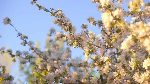 A blooming branch of apple tree in spring with light wind. Blossoming apple with Stock Footage 79919072