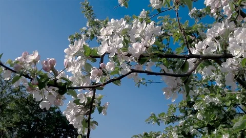 A blooming branch of apple tree in spring with light wind. Stock Footage 86532200