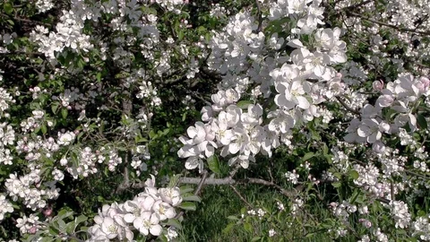 A blooming branch of apple tree in spring with light wind. Stock Footage 86534180