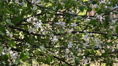 A blooming branch of apple tree in spring with light wind. Blossoming apple with Video stock 89627027