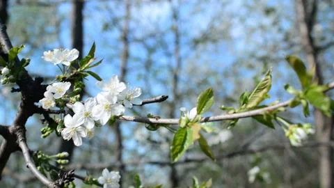 A blooming branch of apple tree in spring with light wind. Blossoming apple with Stock Footage 89719946