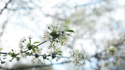 A blooming branch of apple tree in spring with light wind. Blossoming apple with Stock Footage 89720538
