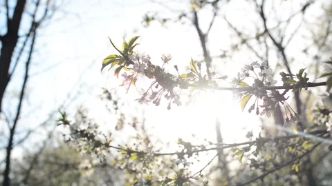 A blooming branch of apple tree in spring with light wind. Blossoming apple with Stock Footage 89720829