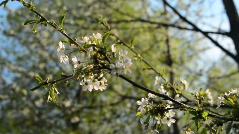 A blooming branch of apple tree in spring with light wind. Blossoming apple with Stock Footage 89721357