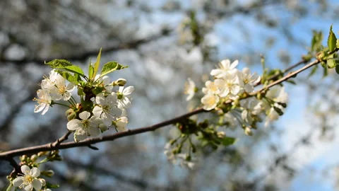 A blooming branch of apple tree in spring with light wind. Blossoming apple with 動画素材 89721845