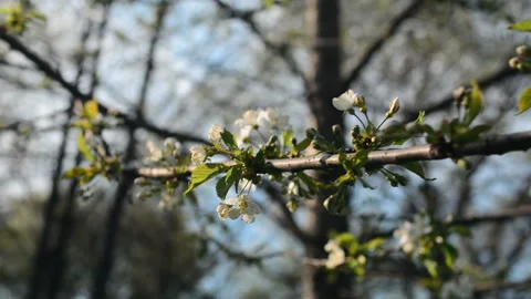 A blooming branch of apple tree in spring with light wind. Blossoming apple with Stock Footage 89722187