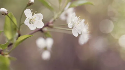 A blooming branch of apple tree in spring with light wind. Blossoming apple with Stock Footage 92013437