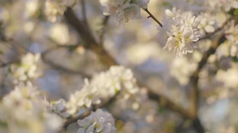 A blooming branch of apple tree in spring with light wind. Blossoming apple with Stock Footage 105029973