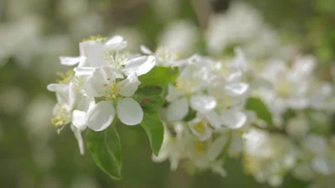 A blooming branch of apple tree in spring Stock Footage 107829750