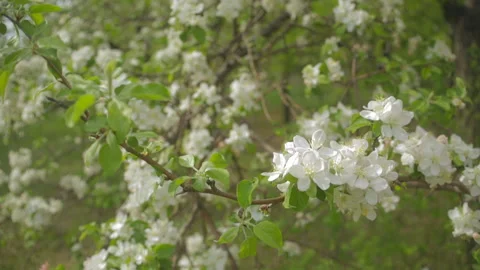 A blooming branch of apple tree in spring Stock Footage 107829786