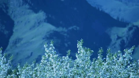 A blooming branch of apple tree in spring with light wind. Blossoming apple with Stock Footage 110544872