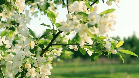 A blooming branch of apple tree in spring with light wind. Blossoming apple with Stock Footage 120690916