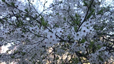 A blooming branch of apple tree in spring Stock Footage 128165299