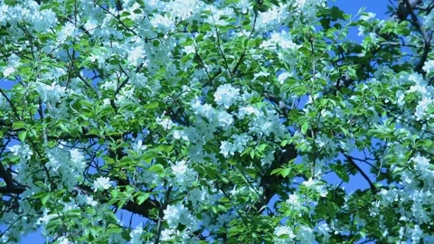 A blooming branch of apple tree in spring with light wind. Blossoming apple with Stock Footage 130661288