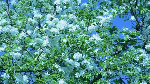 A blooming branch of apple tree in spring with light wind. Blossoming apple with Stock Footage 130661389