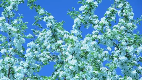 A blooming branch of apple tree in spring with light wind. Blossoming apple with Stock Footage 130661439