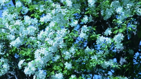 A blooming branch of apple tree in spring with light wind. Blossoming apple with Stock Footage 130661497