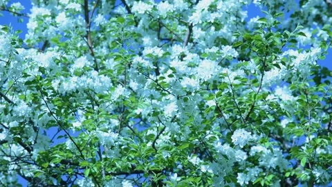 A blooming branch of apple tree in spring with light wind. Blossoming apple with Stock Footage 130661603