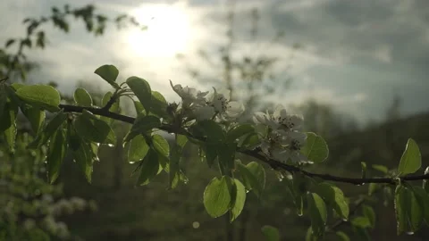 Blooming branch of apple tree in spring. Slider. Stock Footage 151543658