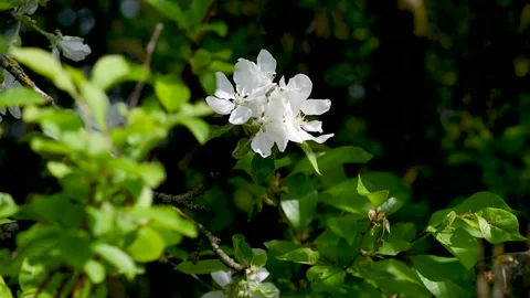 A blooming branch of apple tree in spring with light wind. Close-up Stock Footage 274644680