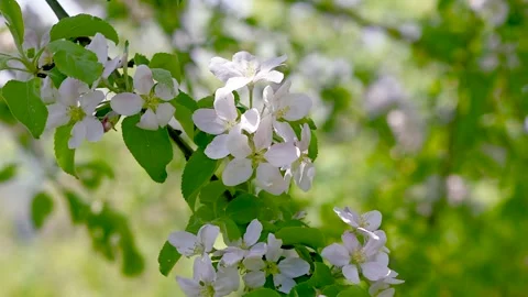 A blooming branch of apple tree in spring with light wind. Close-up Stock Footage 274644687