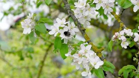A blooming branch of apple tree in spring with light wind. Close-up 스톡 동영상 274644977