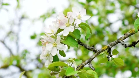 A blooming branch of apple tree in spring with light wind. Close-up Stock Footage 274645006