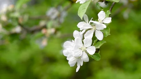 A blooming branch of apple tree in spring with light wind. Close-up Stock Footage 274646135