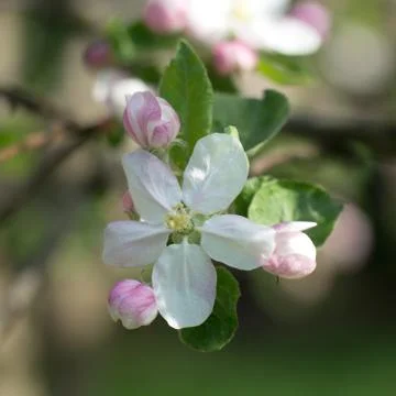 Blooming branch of apple tree in spring Stock Photos