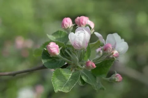 Blooming branch of apple tree in spring Foto stock