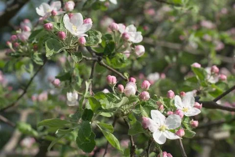 Blooming branch of apple tree in spring Stock Photos