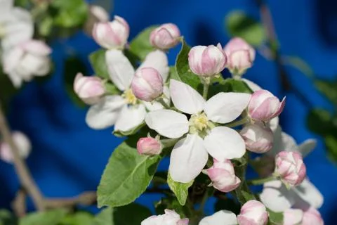 Blooming branch of apple tree in spring Foto stock