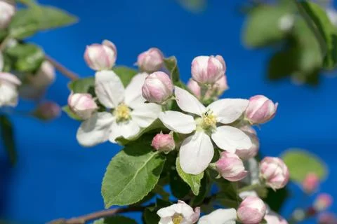 Blooming branch of apple tree in spring Foto stock