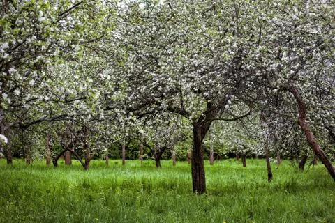 Blooming branch of apple tree in spring Stock Photos